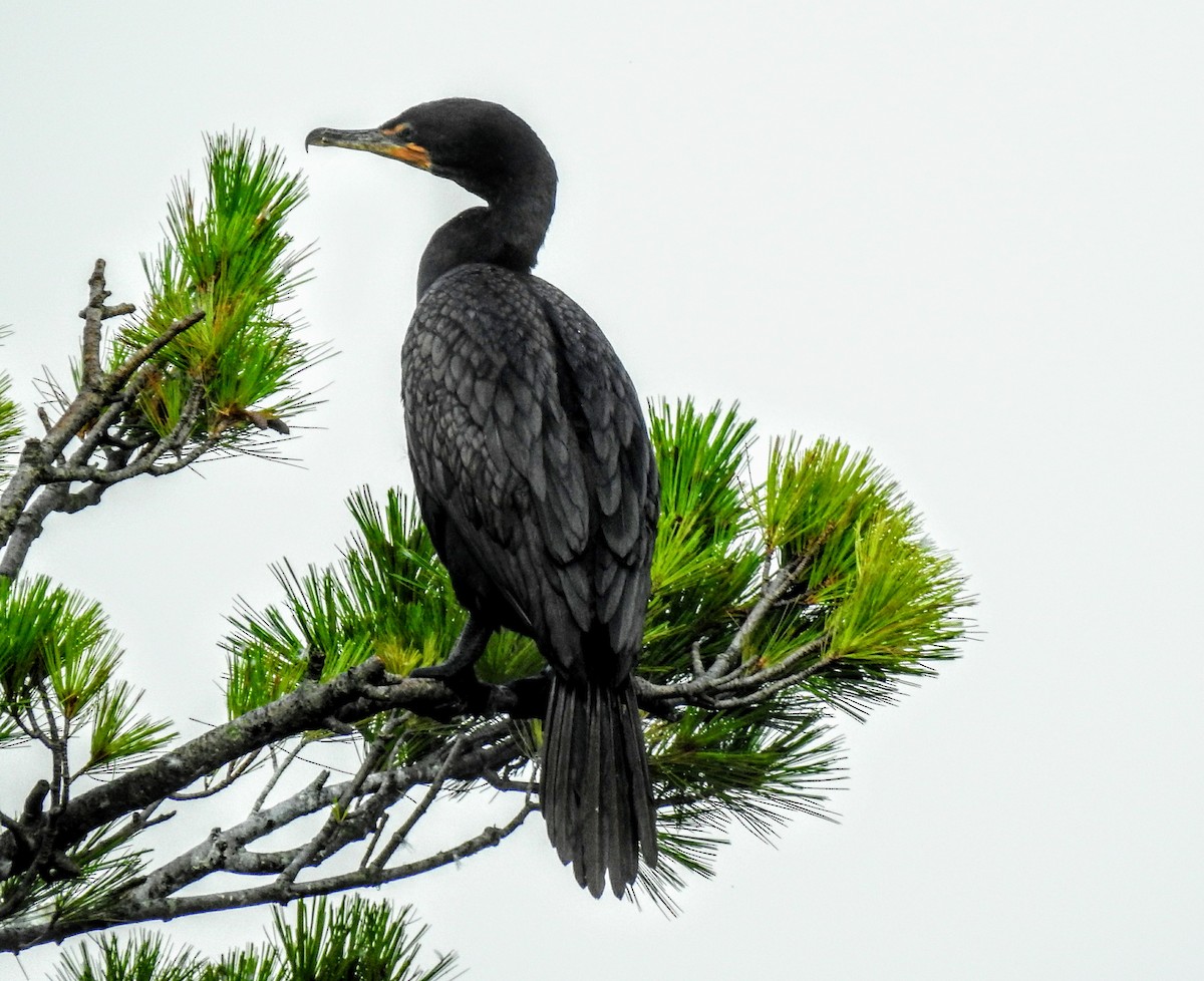 Double-crested Cormorant - Chris Wiles