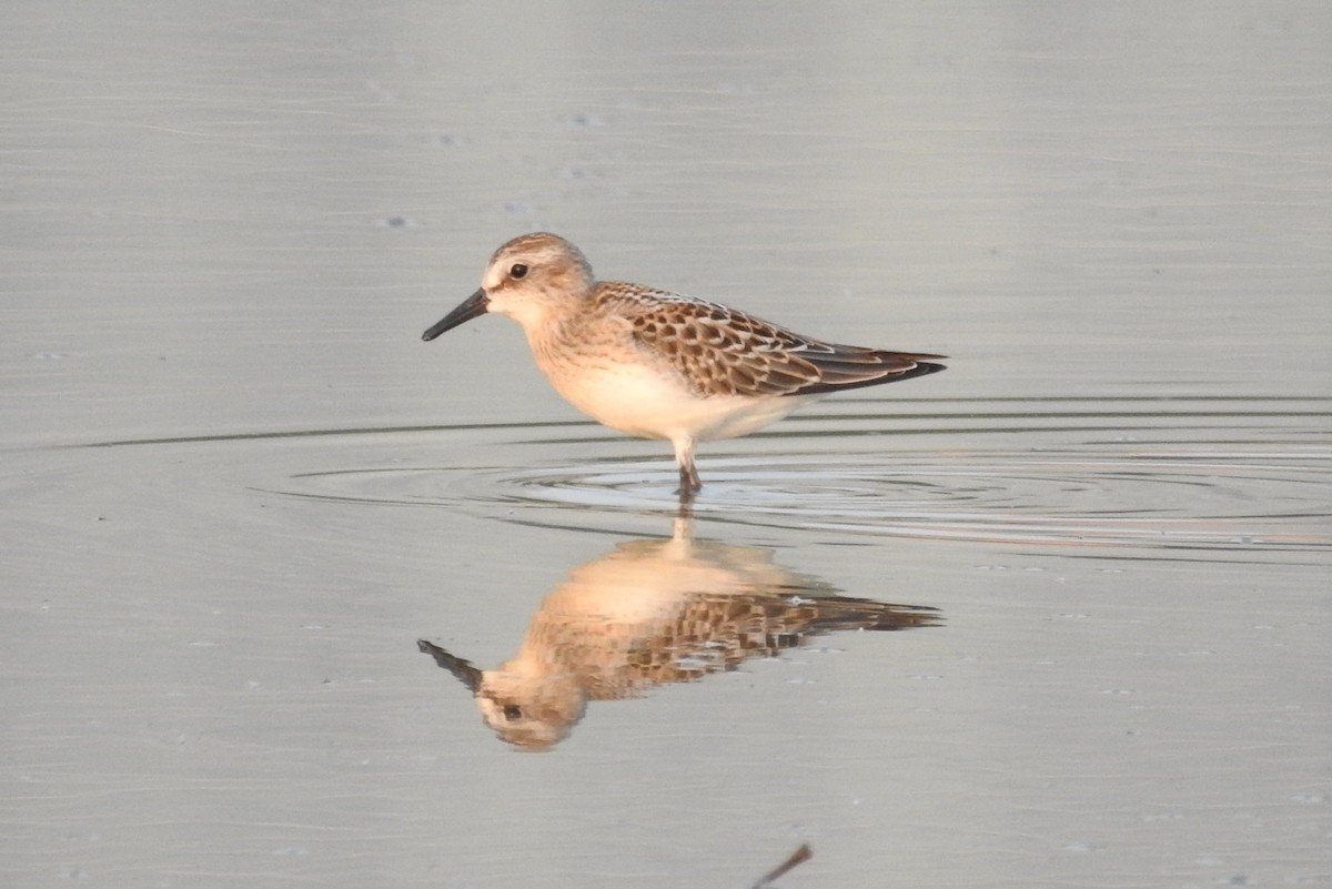 Semipalmated Sandpiper - Terry Walsh