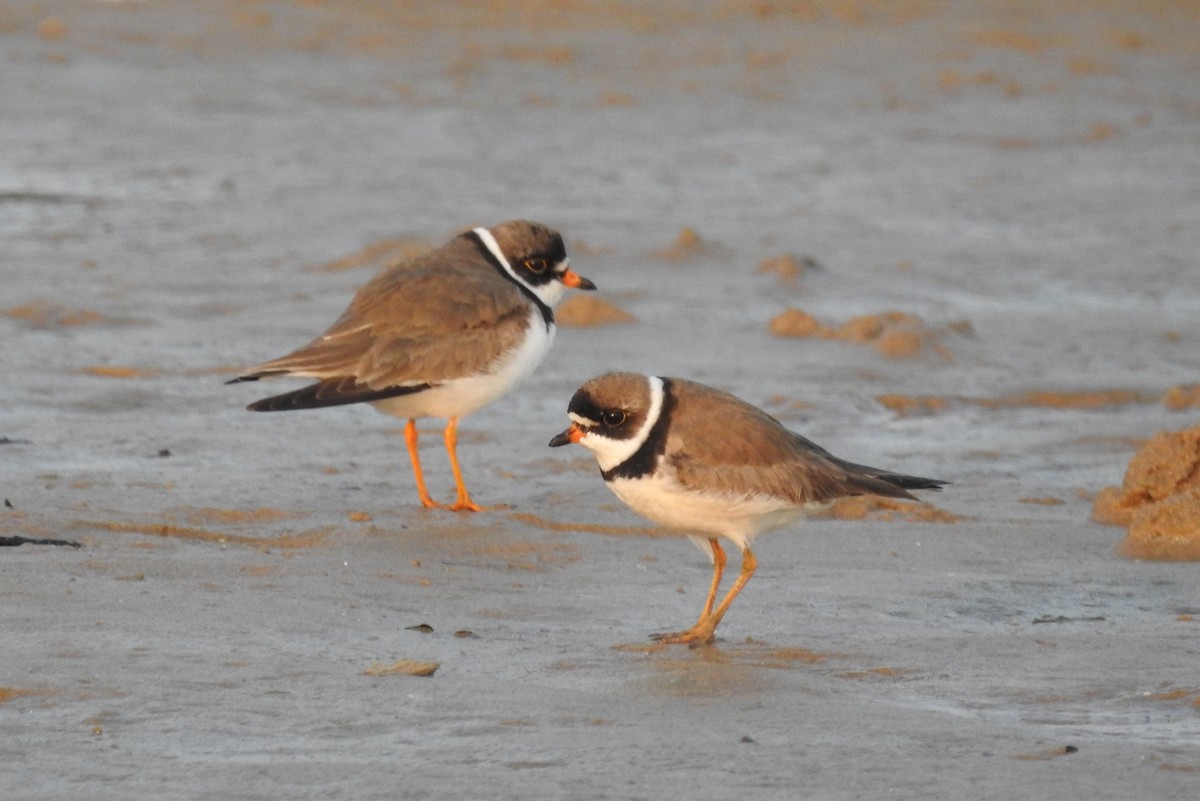 Semipalmated Plover - Terry Walsh