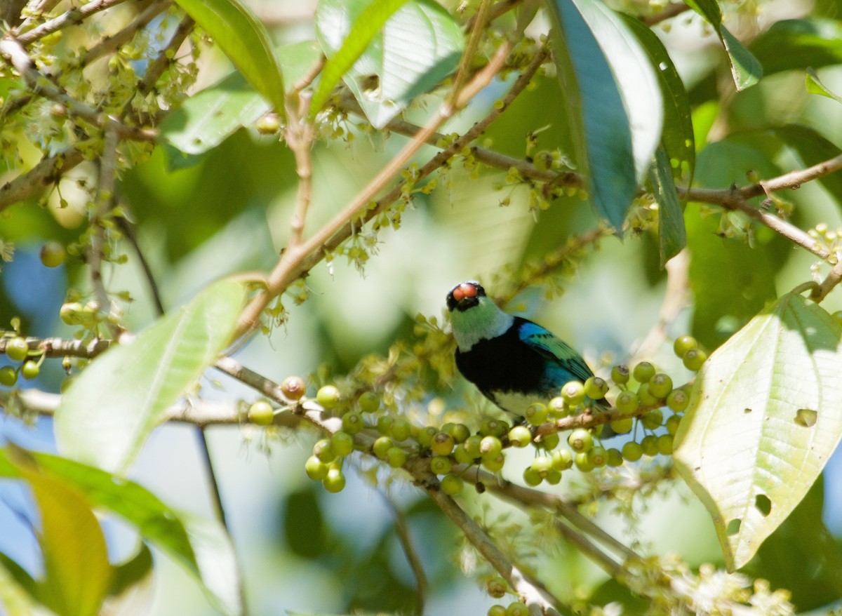 Masked Tanager - Will Sweet