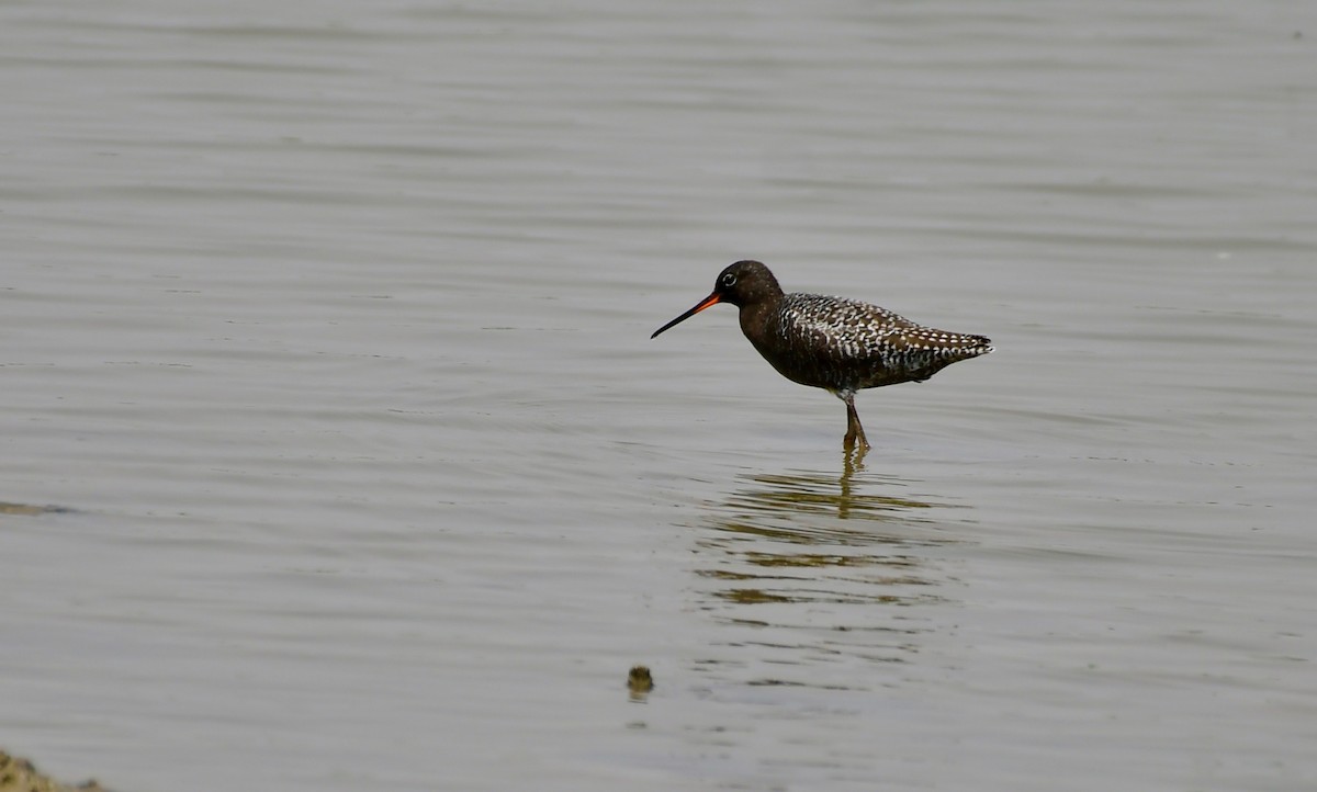 Spotted Redshank - ML110731201