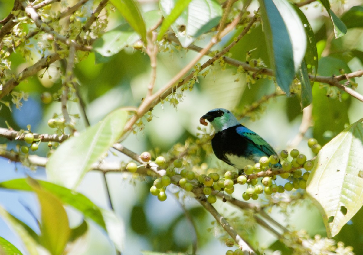 Masked Tanager - Will Sweet