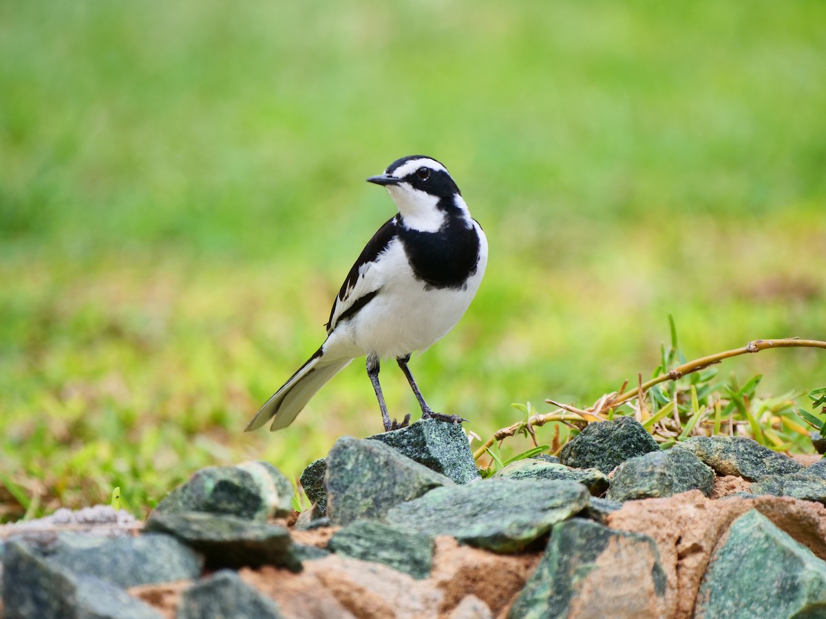 African Pied Wagtail - ML110732281