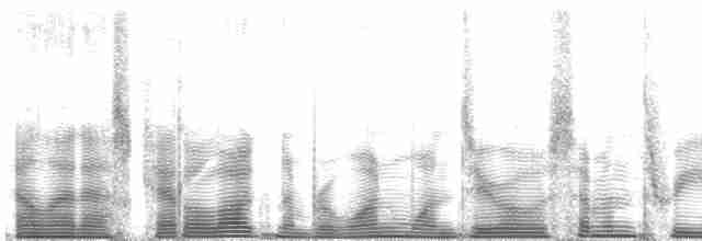 Nacktgesichthokko (fasciolata/grayi) - ML110735