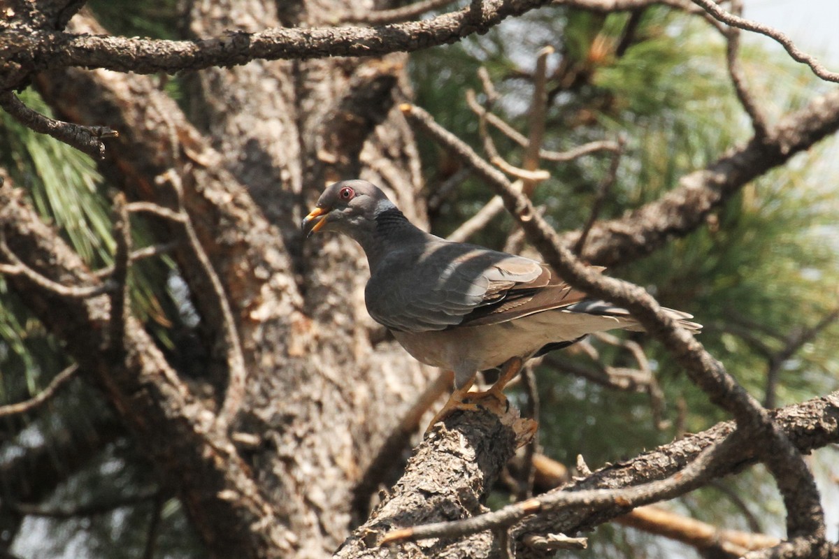 Band-tailed Pigeon - Bill Tweet