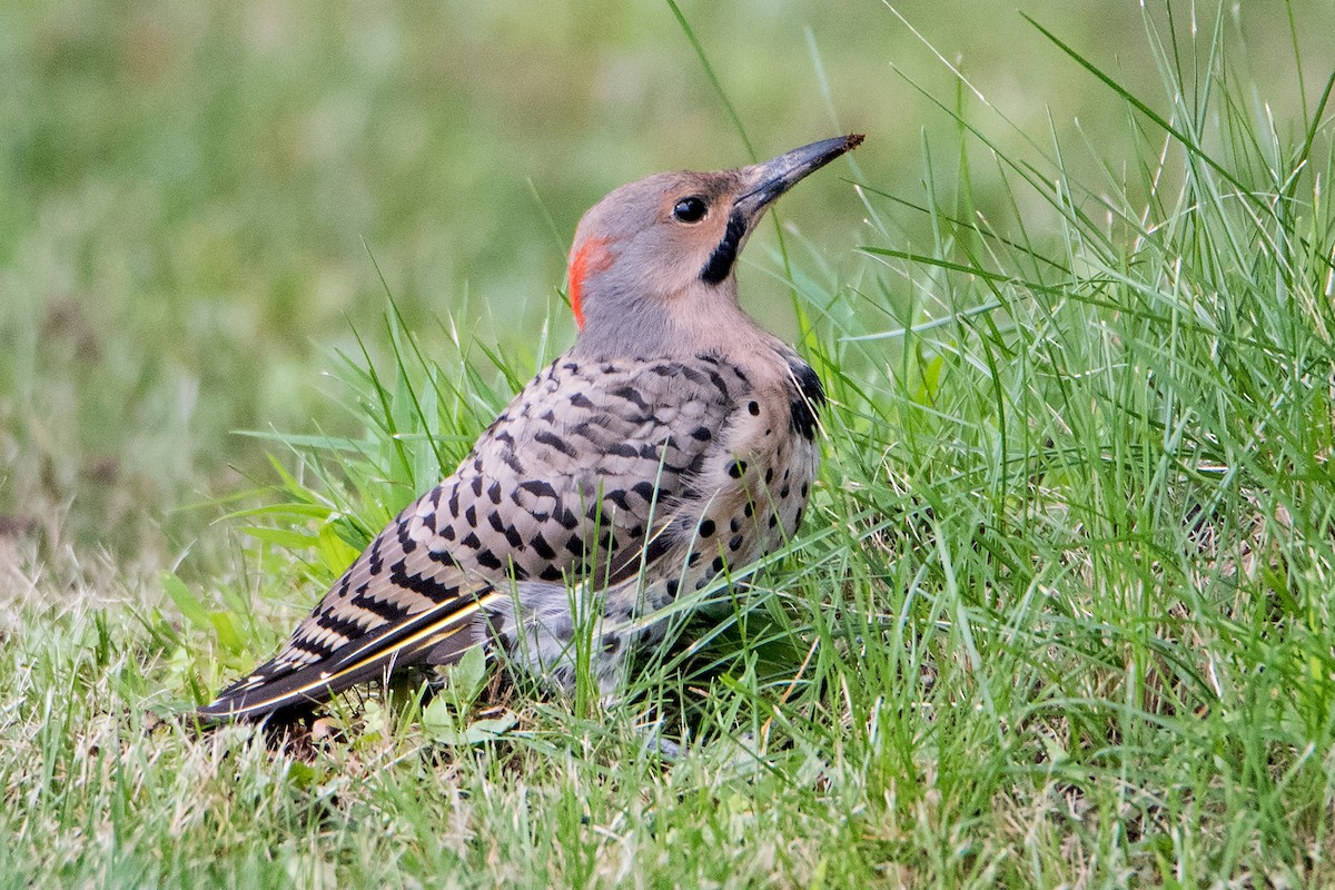 Northern Flicker (Yellow-shafted) - Sue Barth