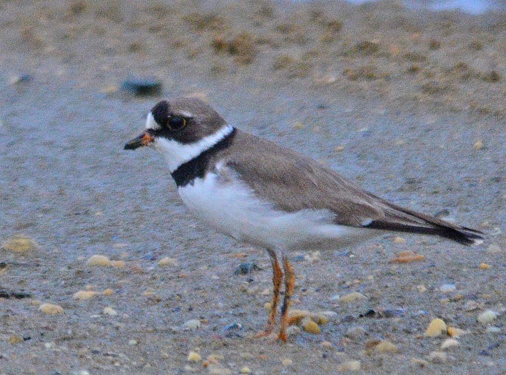 Semipalmated Plover - ML110739111