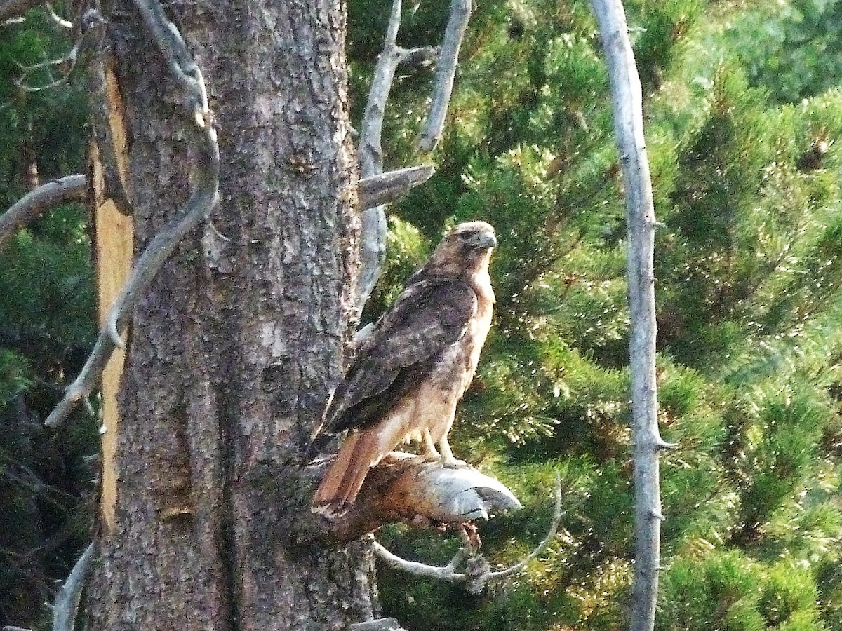 Red-tailed Hawk - ML110740111
