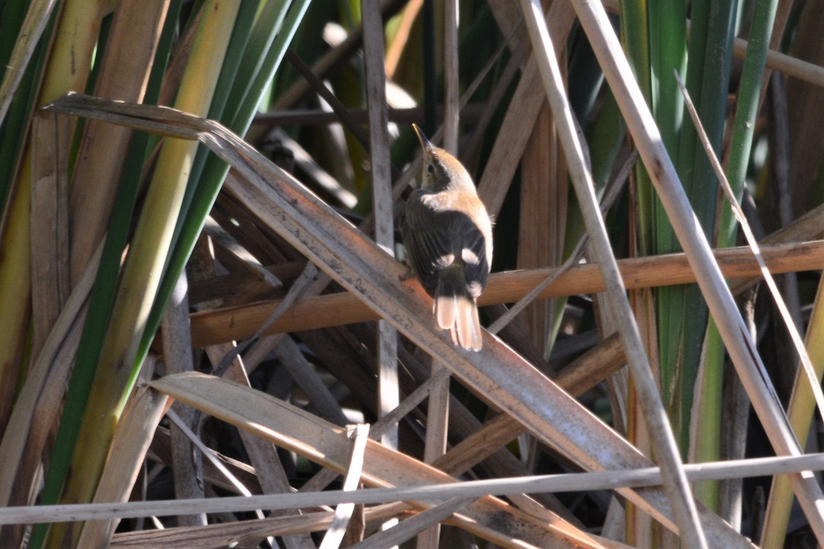 Common Reed Warbler - Jorge  Safara