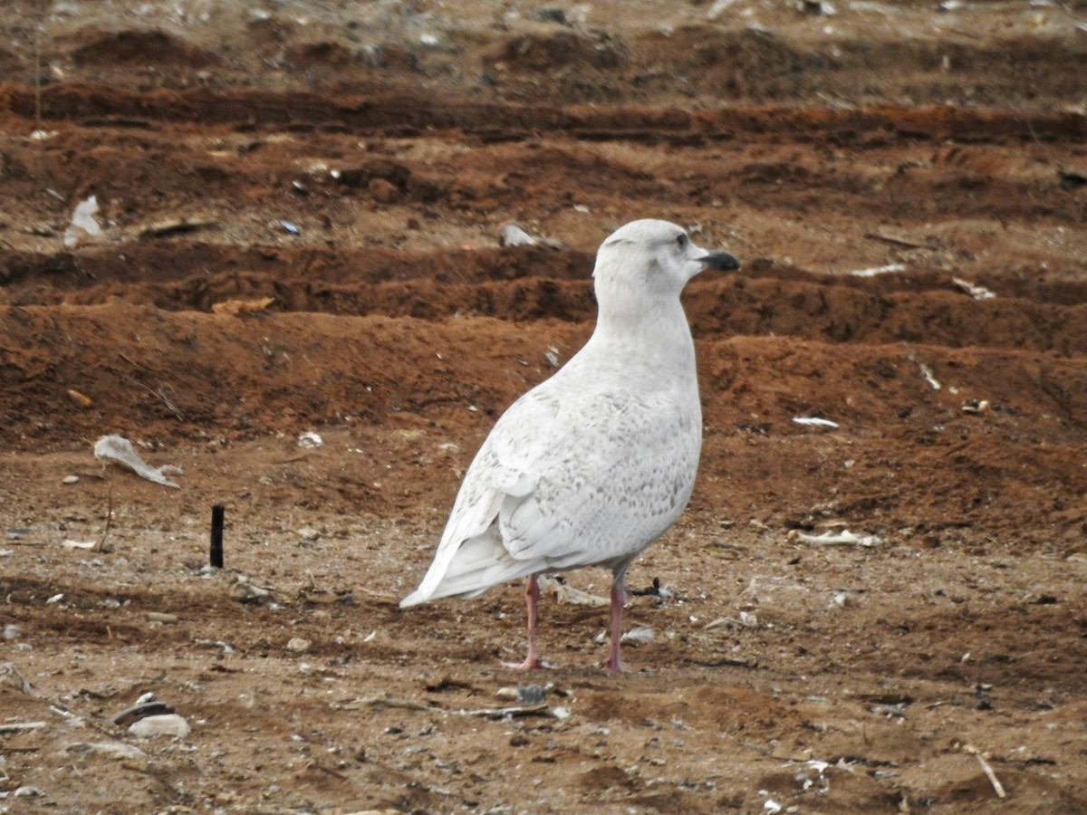 Iceland Gull (kumlieni/glaucoides) - Susan Mac