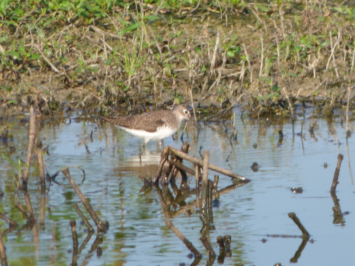 Solitary Sandpiper - Kimberly Rohling