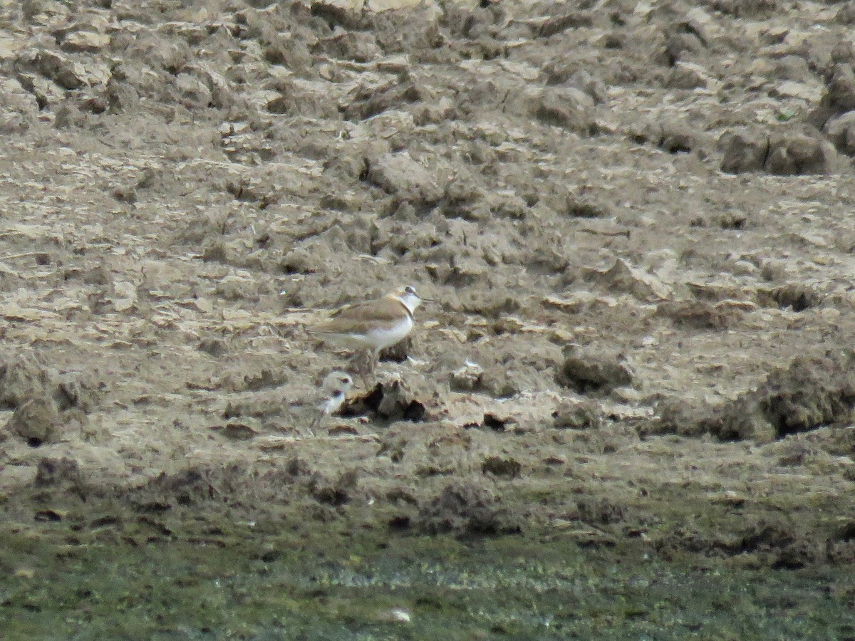 Collared Plover - ML110751511