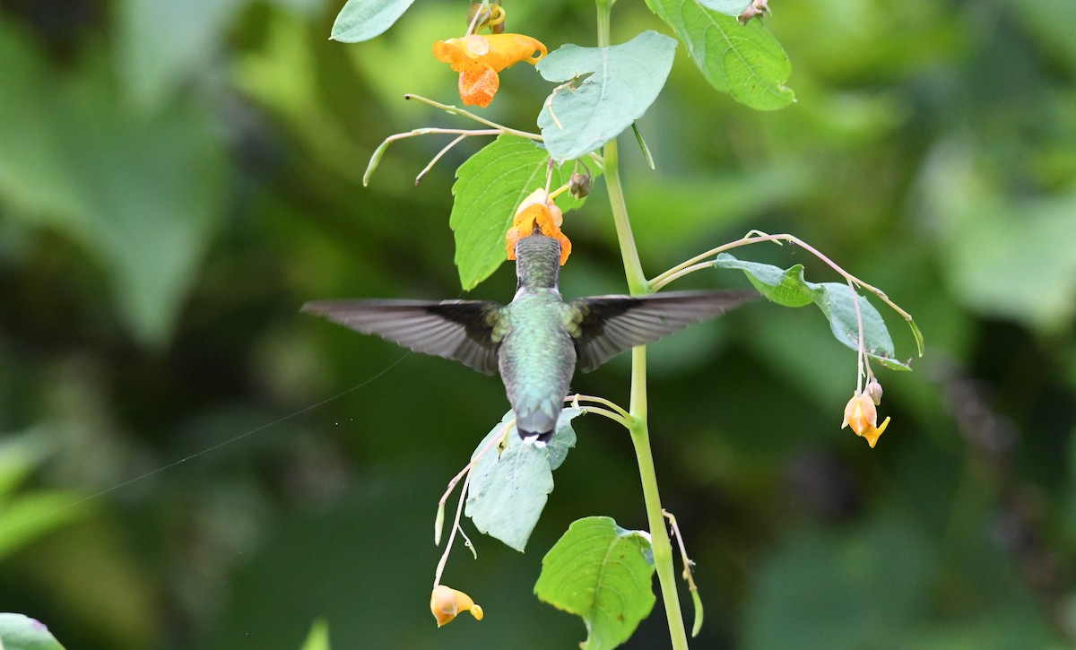 Ruby-throated Hummingbird - Barry Blust