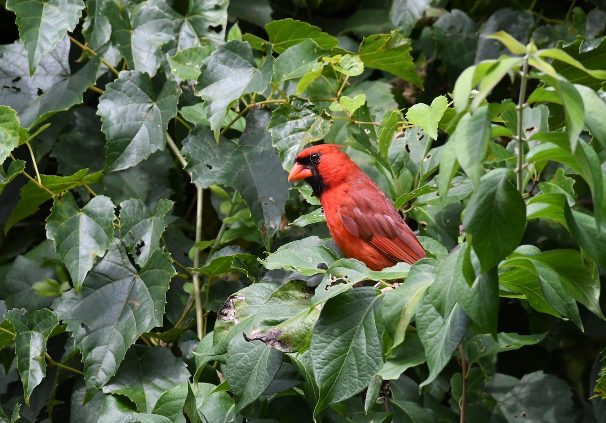 Northern Cardinal - Barry Blust