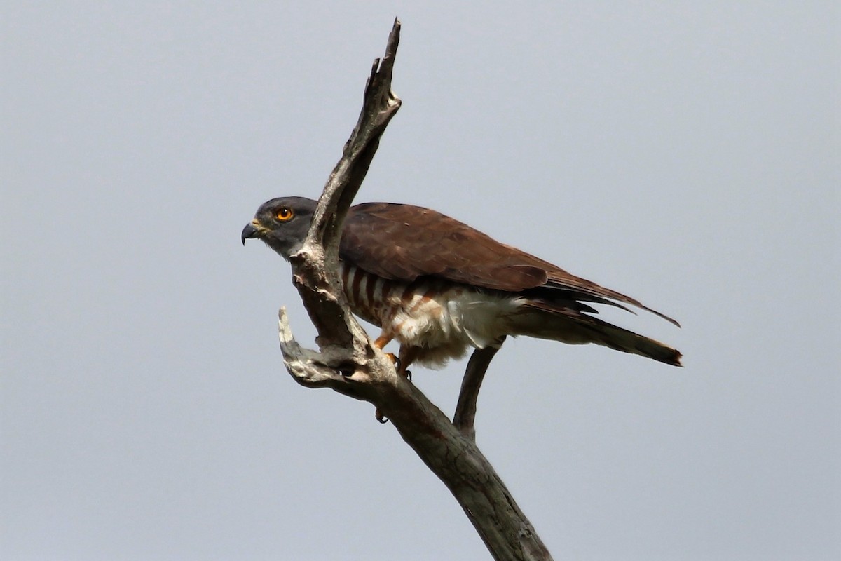 African Cuckoo-Hawk - Justin Goldberg