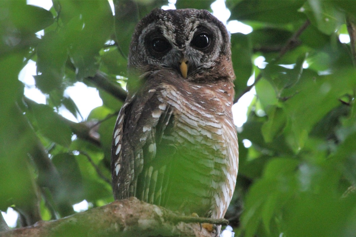 African Wood-Owl - ML110753591