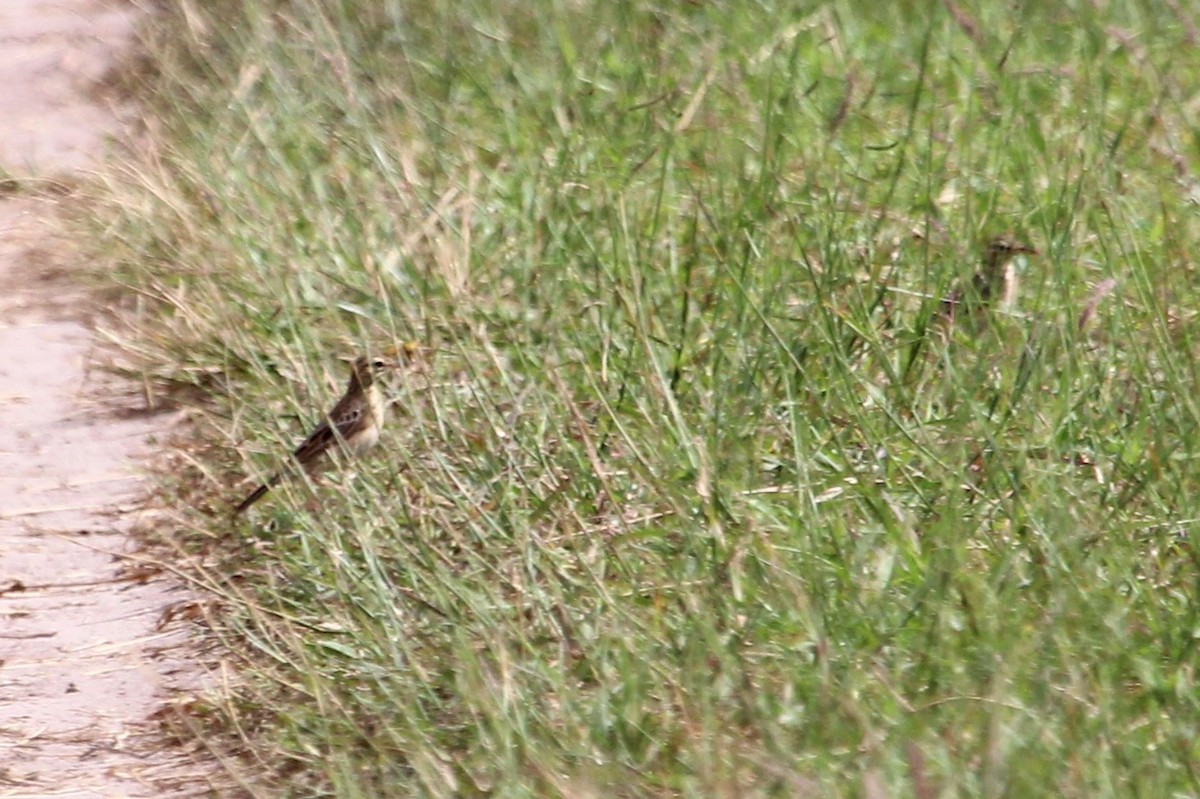 African Pipit - ML110754061