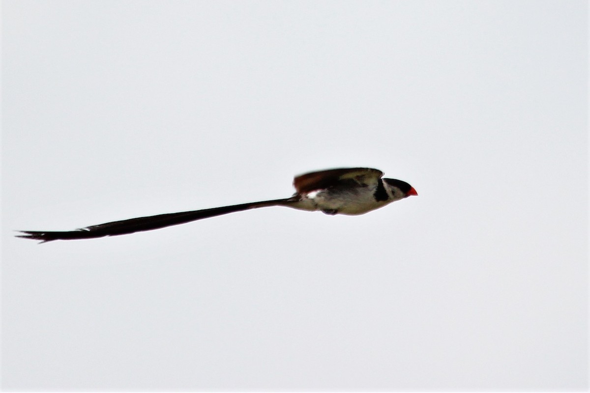 Pin-tailed Whydah - ML110754271