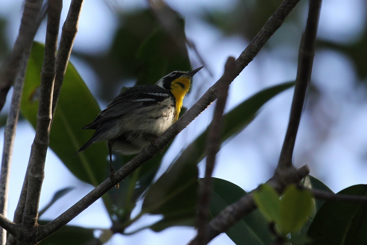 Yellow-throated Warbler - Alex Lamoreaux