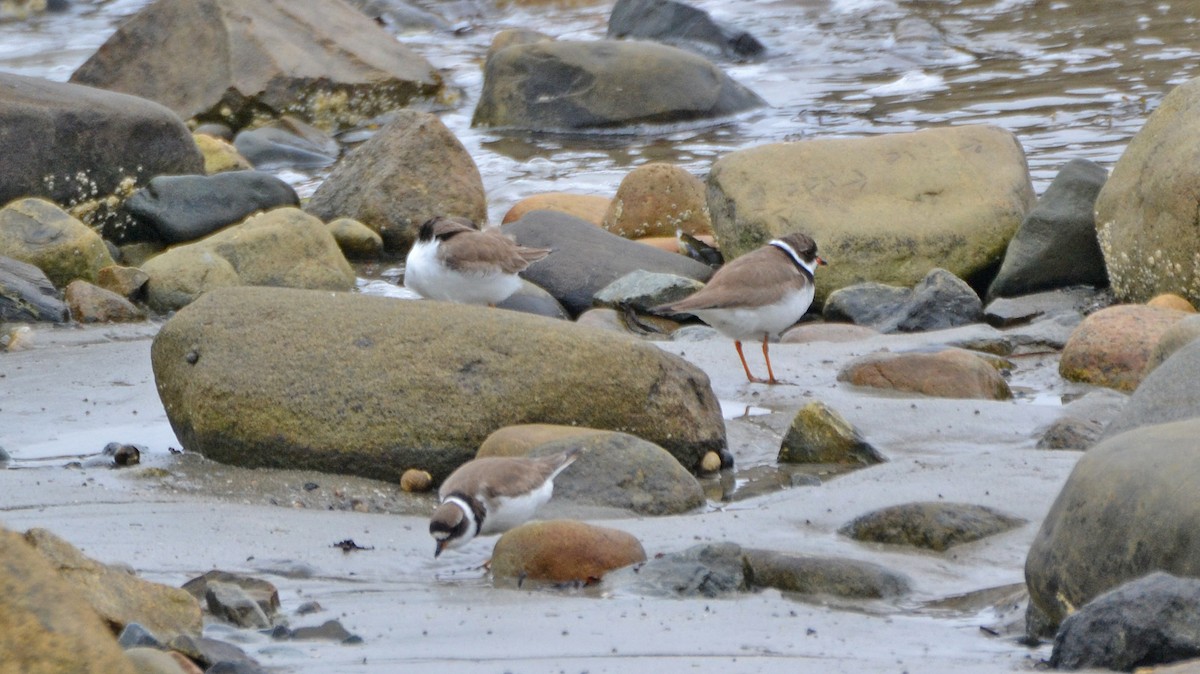 Semipalmated Plover - ML110754921