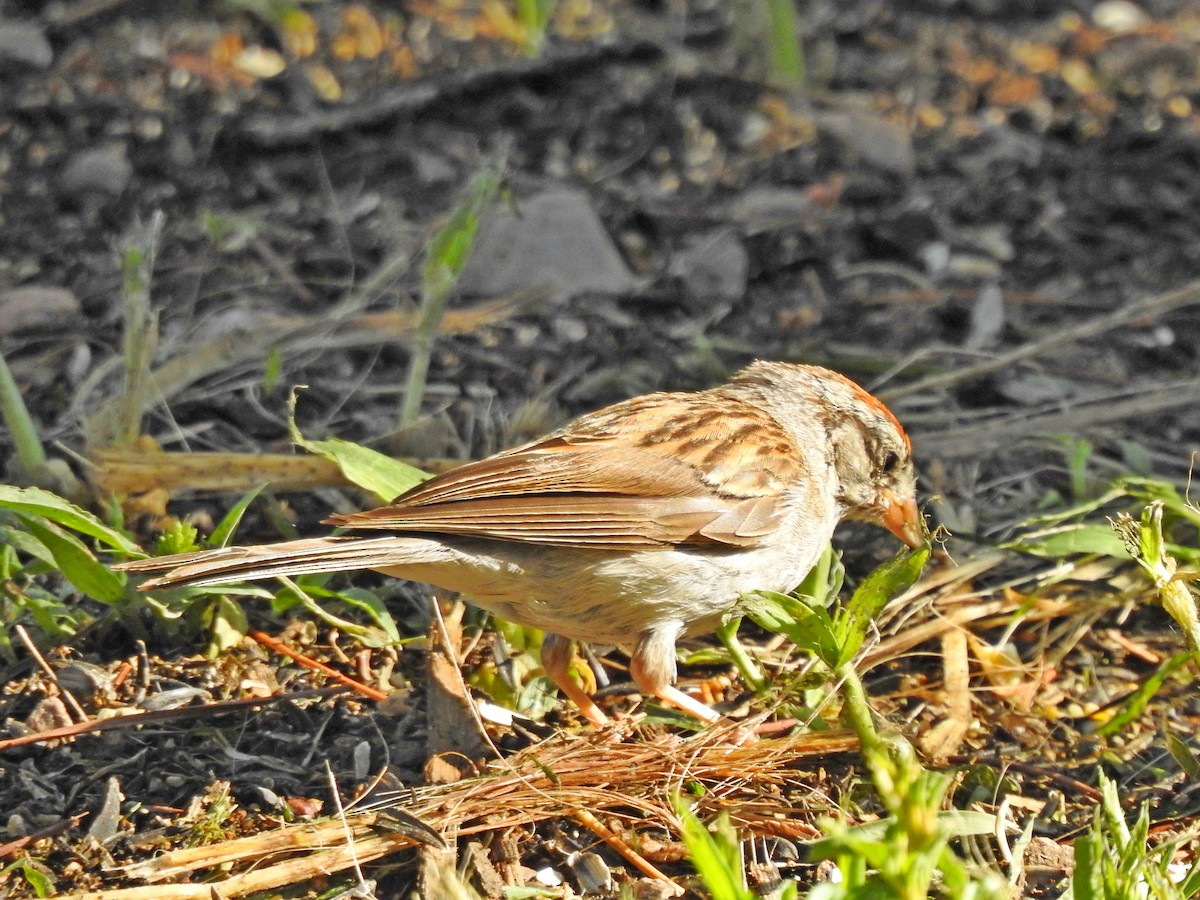 Chipping Sparrow - ML110756411