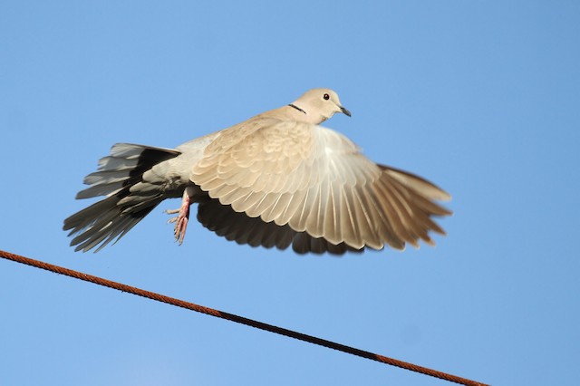 Formative Eurasian Collared-Dove - Eurasian Collared-Dove - 
