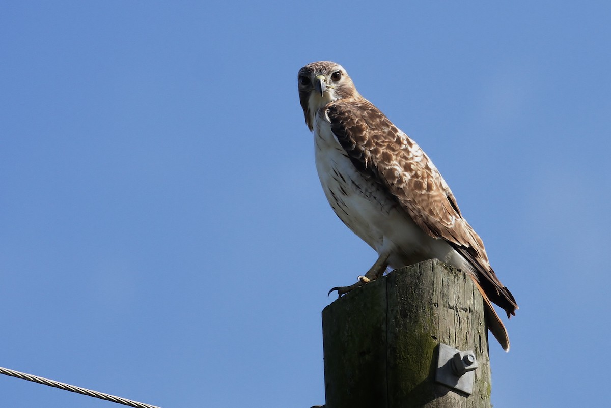 Red-tailed Hawk - ML110757491
