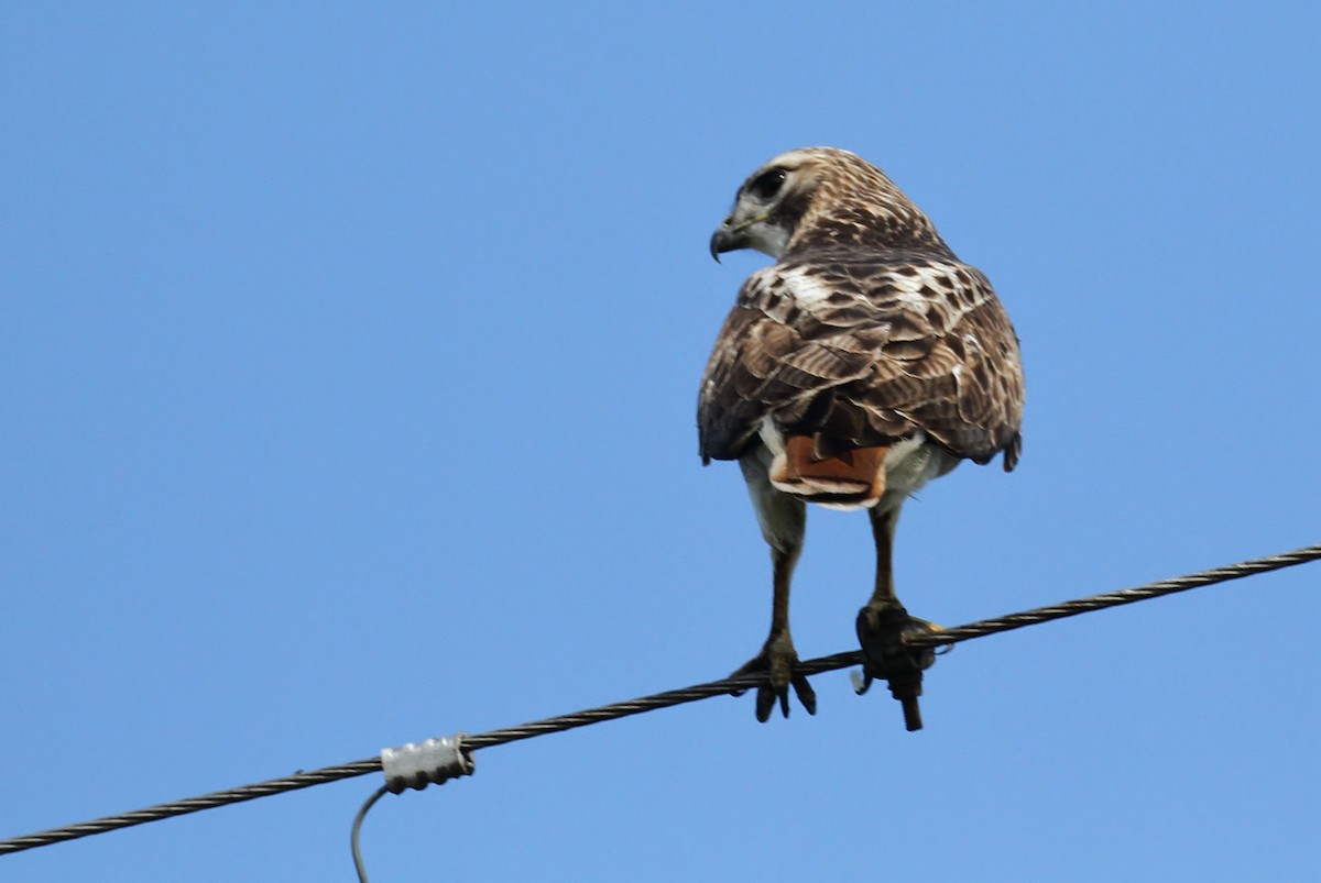 Red-tailed Hawk - ML110757521