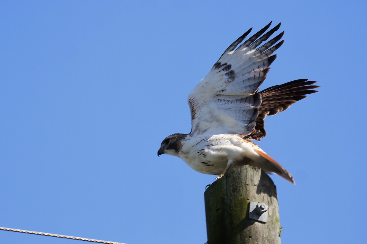 Red-tailed Hawk - ML110757531