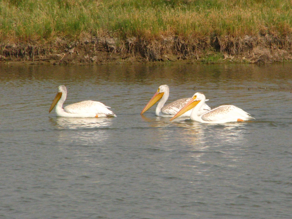 American White Pelican - Stephen Chase