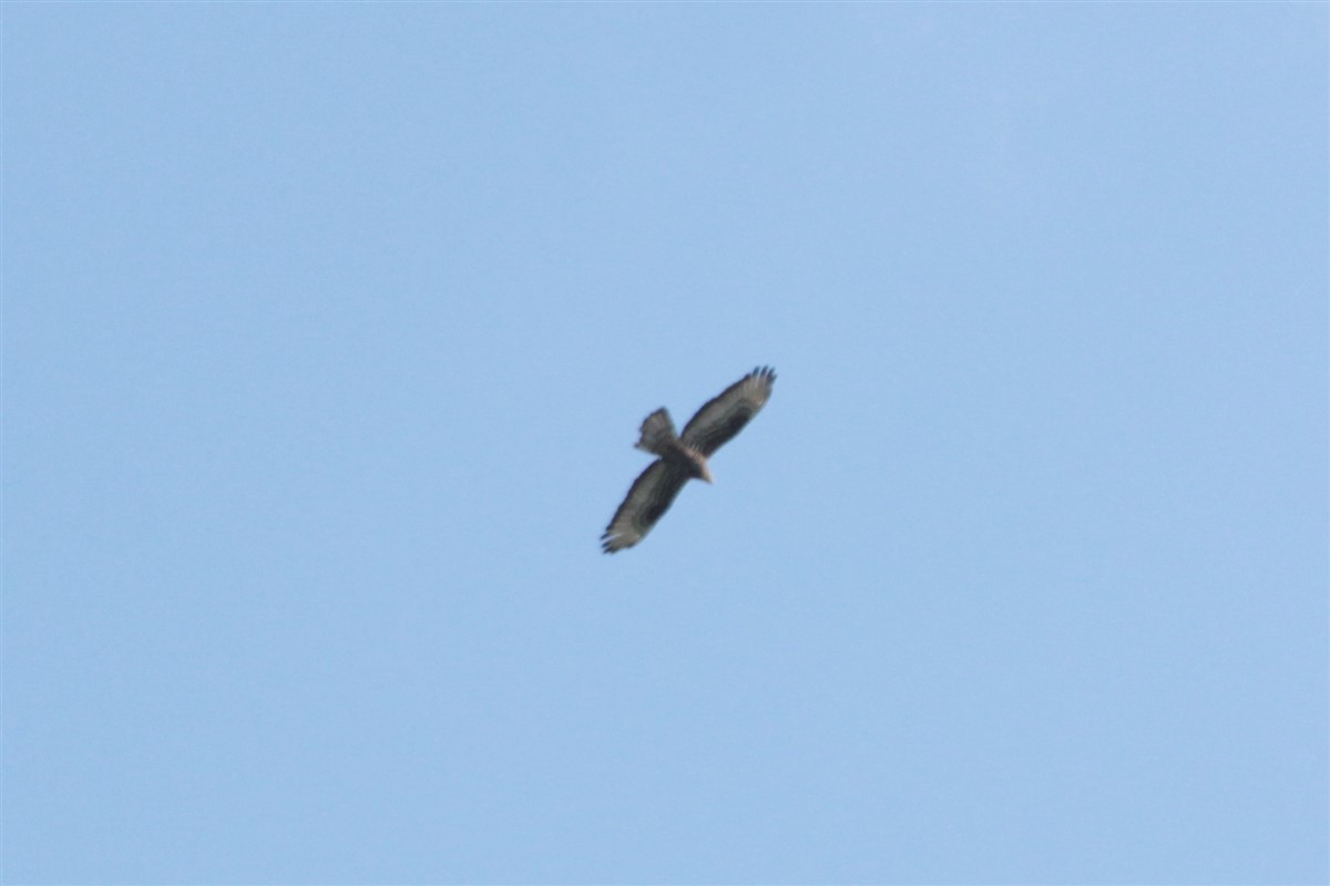 European Honey-buzzard - Salih MALAKCIOGLU