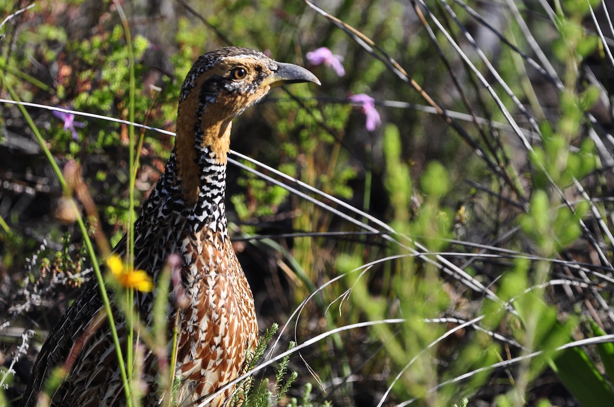 Red-winged Francolin - ML110767731