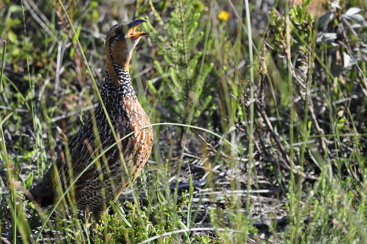 Red-winged Francolin - ML110767751