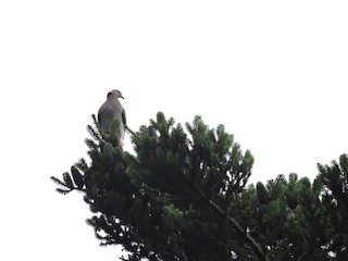 Band-tailed Pigeon, ML110768041