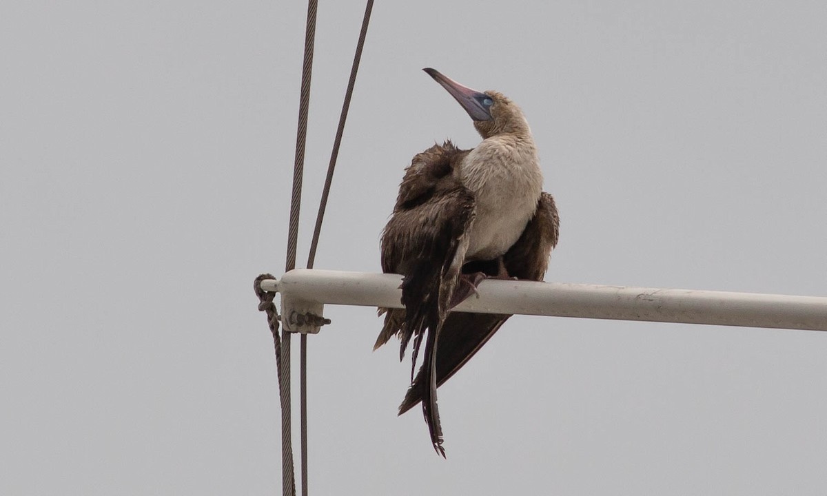 Red-footed Booby - ML110768501