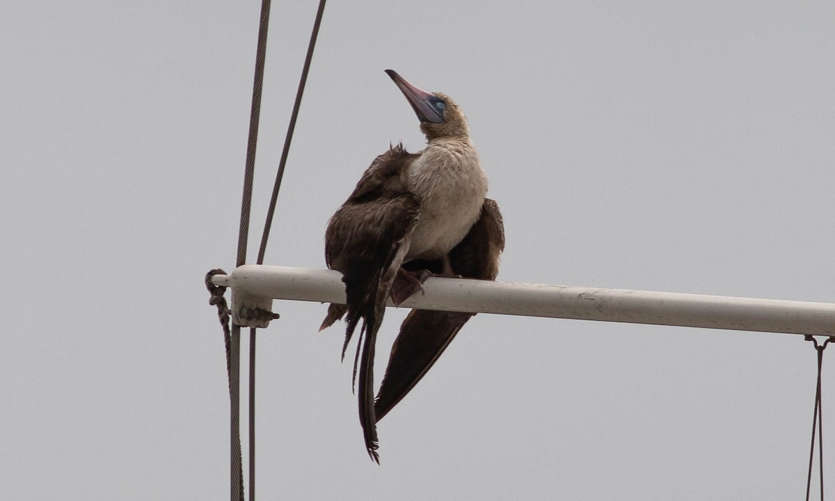 Red-footed Booby - ML110768511