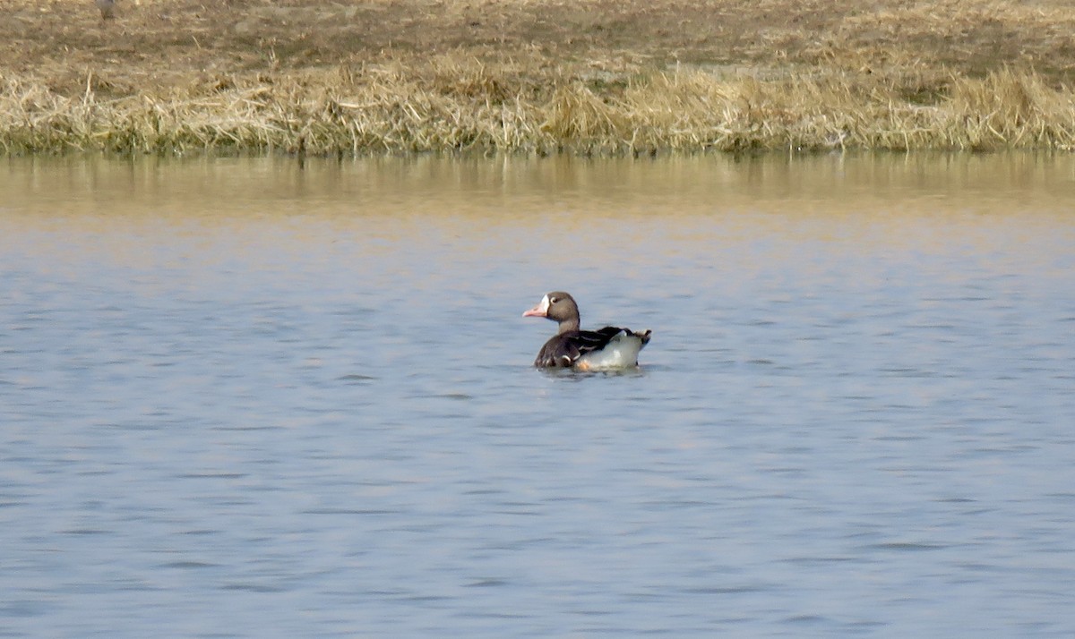 Greater White-fronted Goose - ML110769441