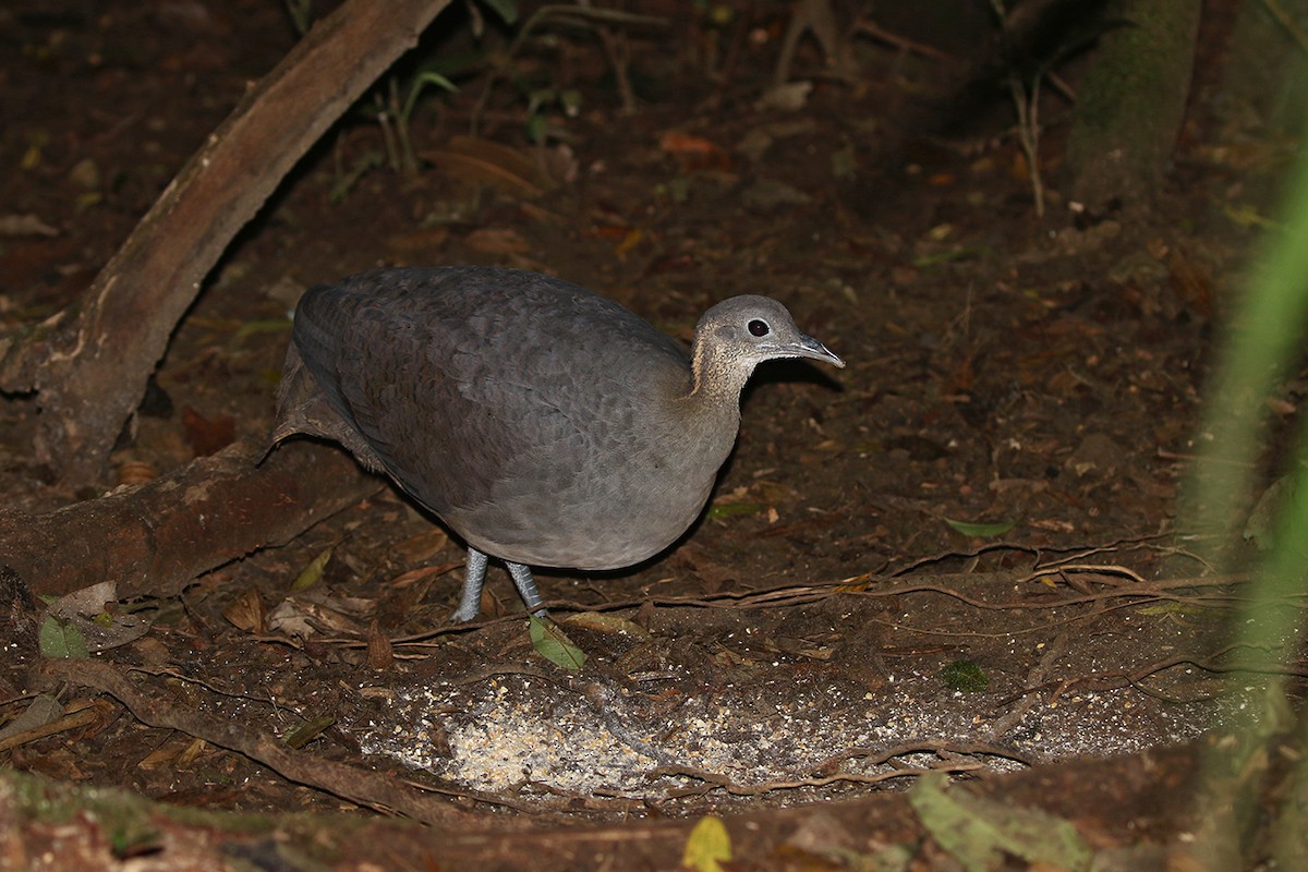 Solitary Tinamou - Charley Hesse TROPICAL BIRDING