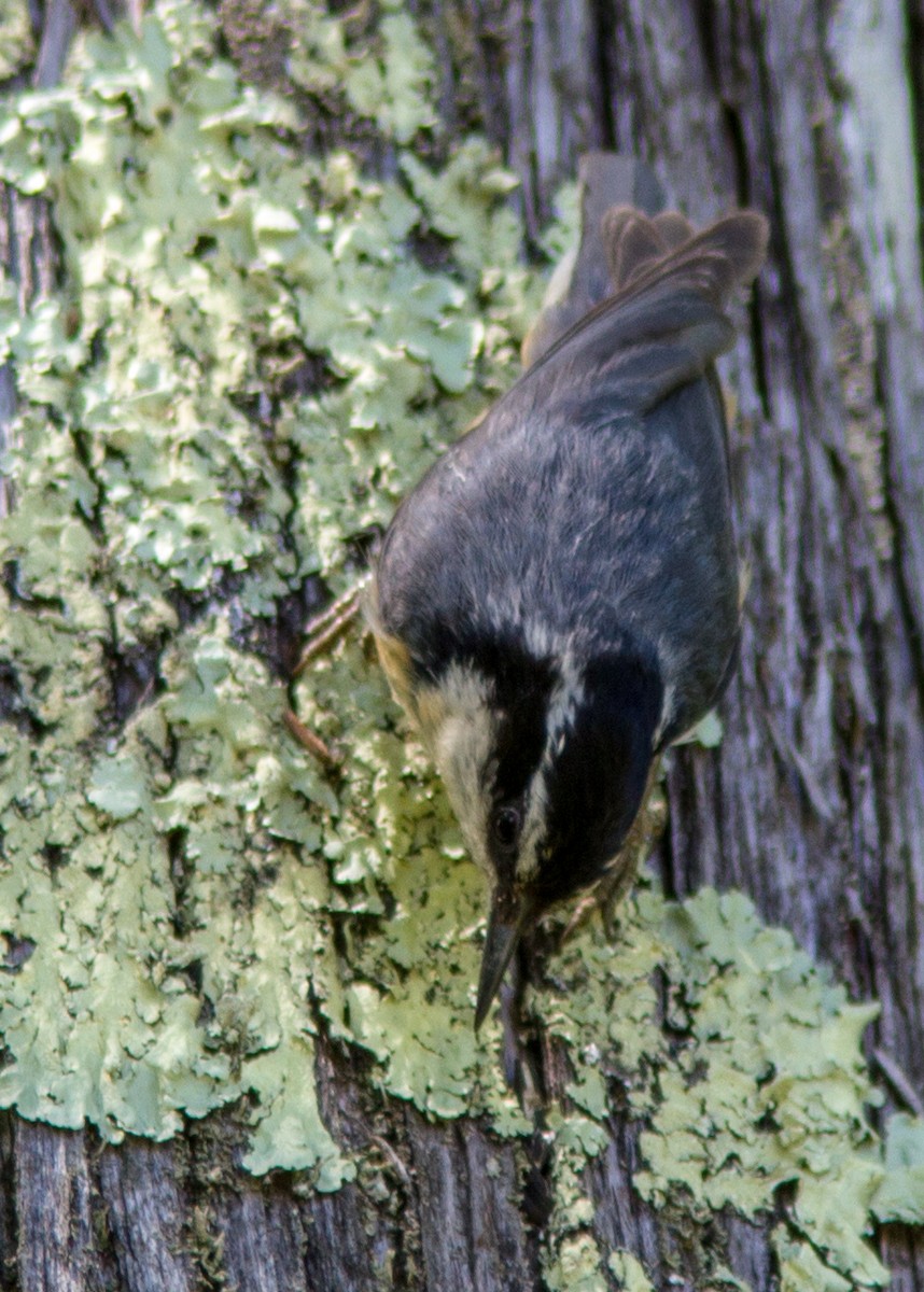 Red-breasted Nuthatch - ML110770951