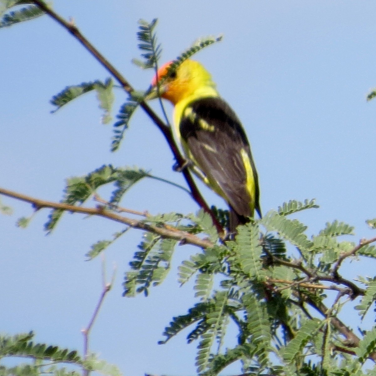 Western Tanager - Bill Lisowsky