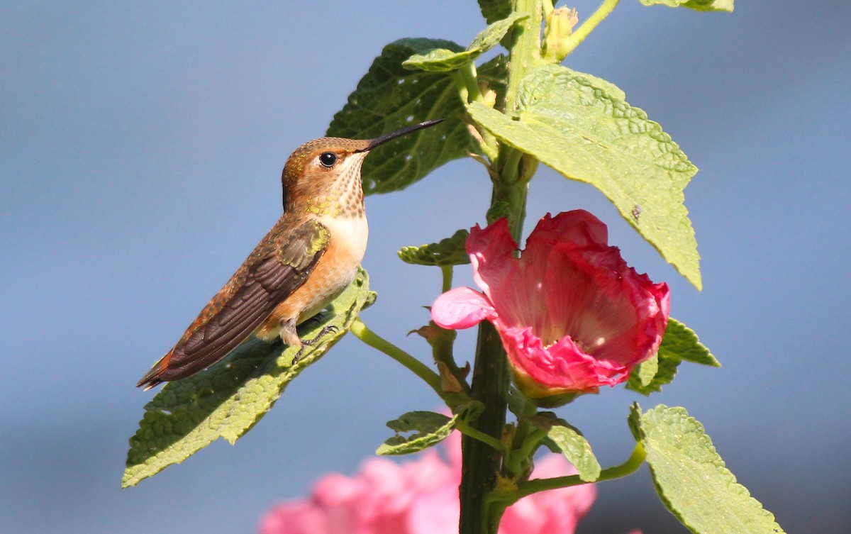 Rufous Hummingbird - Esme Rosen
