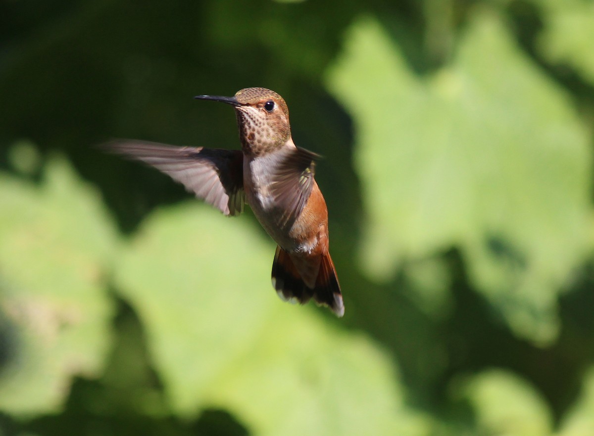 Rufous Hummingbird - ML110779081