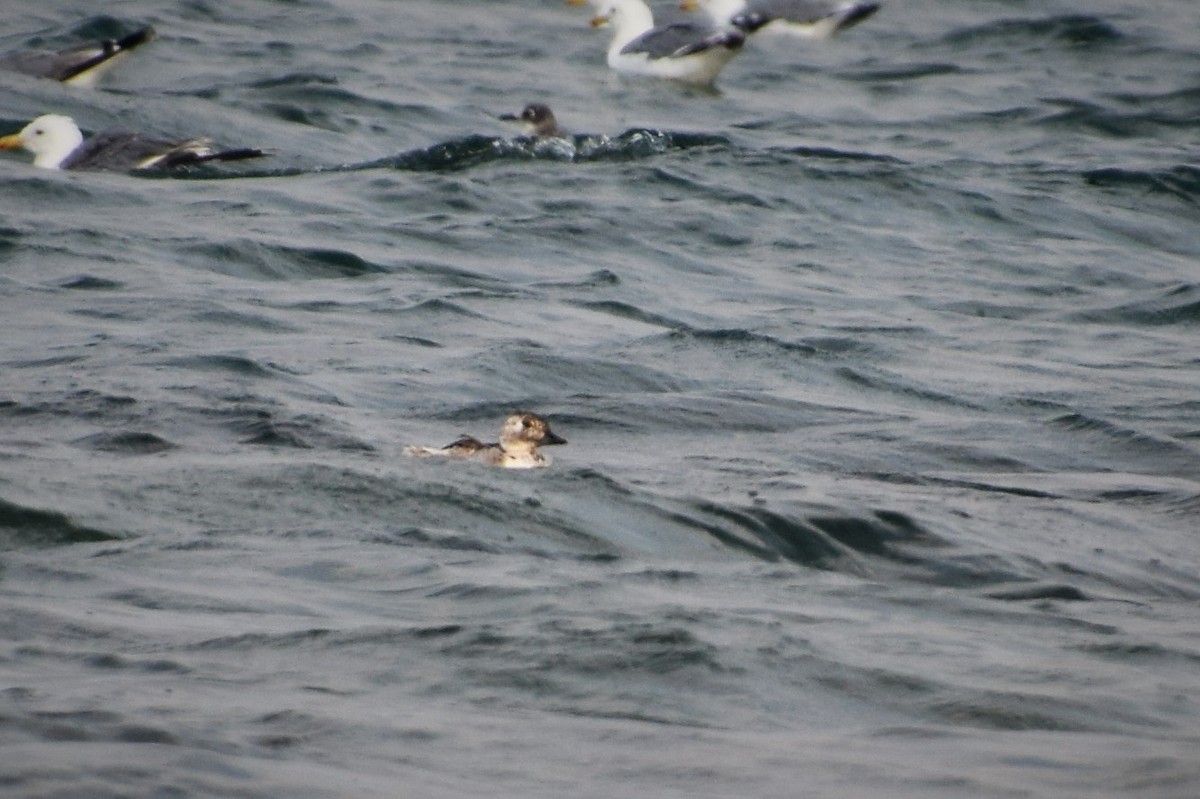 Long-tailed Duck - ML110780111