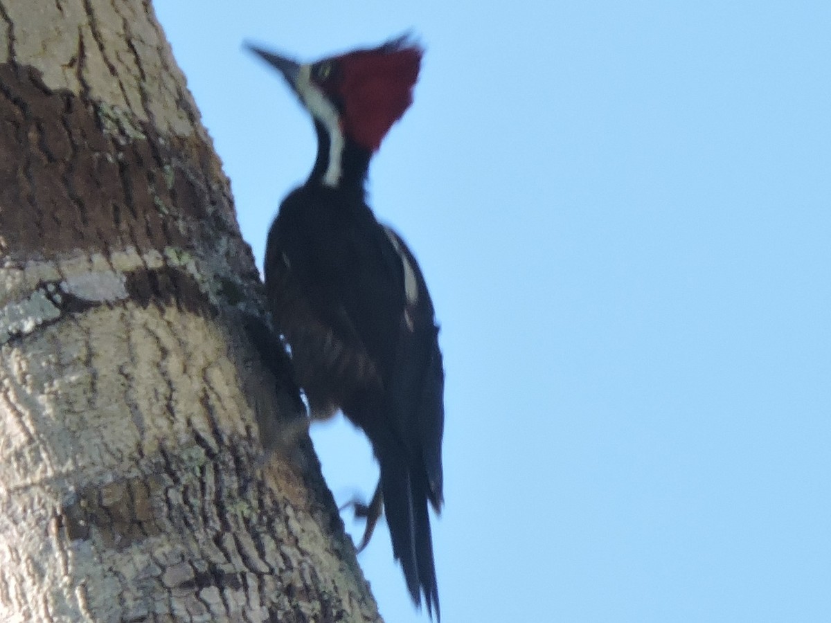 Lineated Woodpecker - Michael Clay