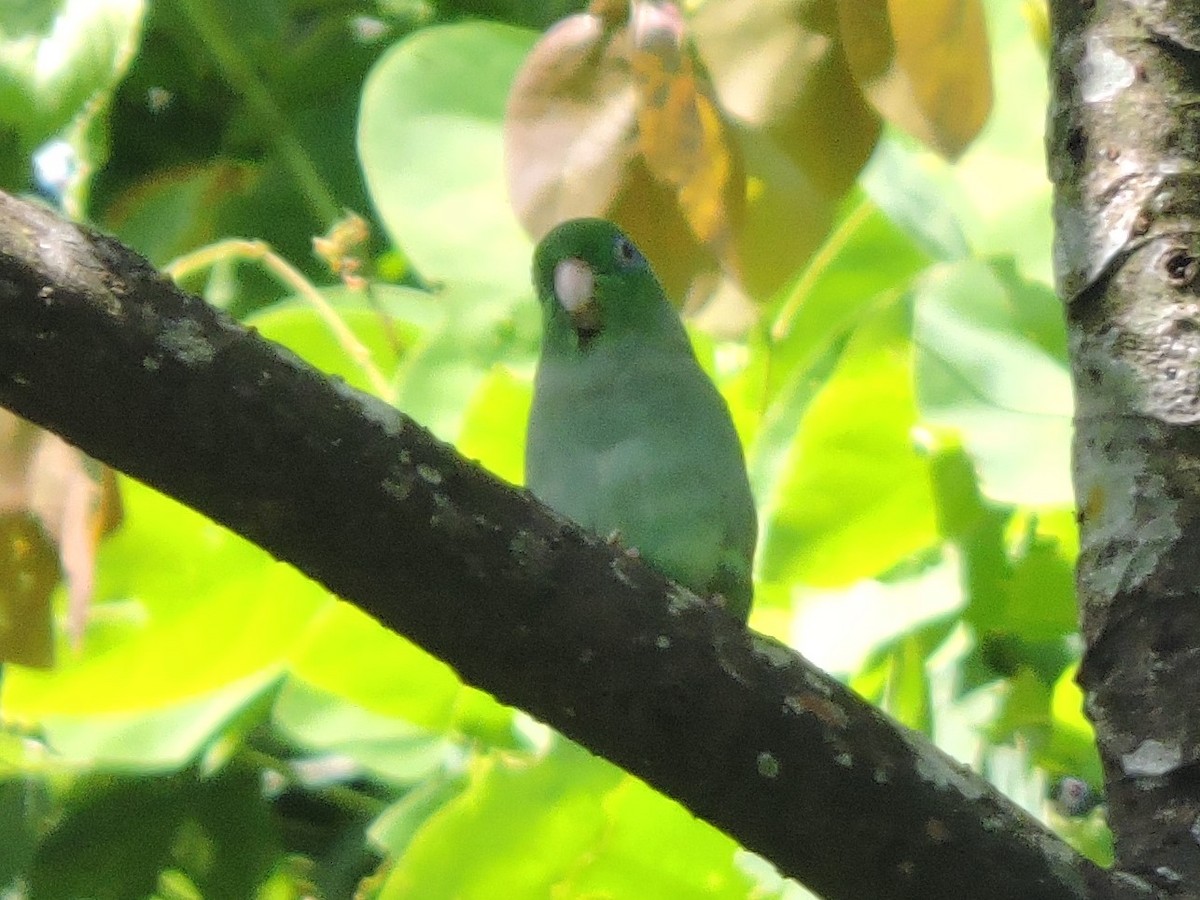 Spectacled Parrotlet - ML110781911