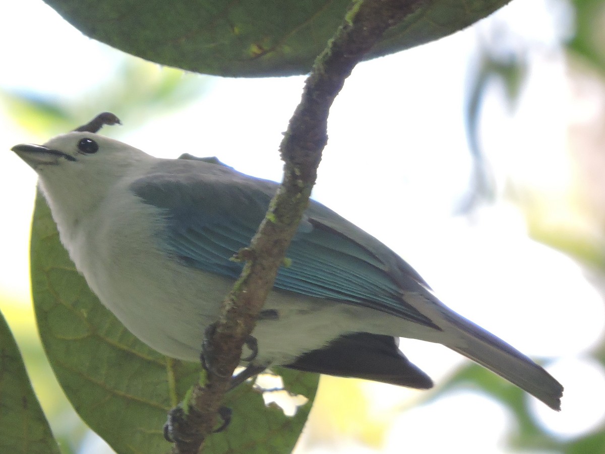 Blue-gray Tanager - Michael Clay