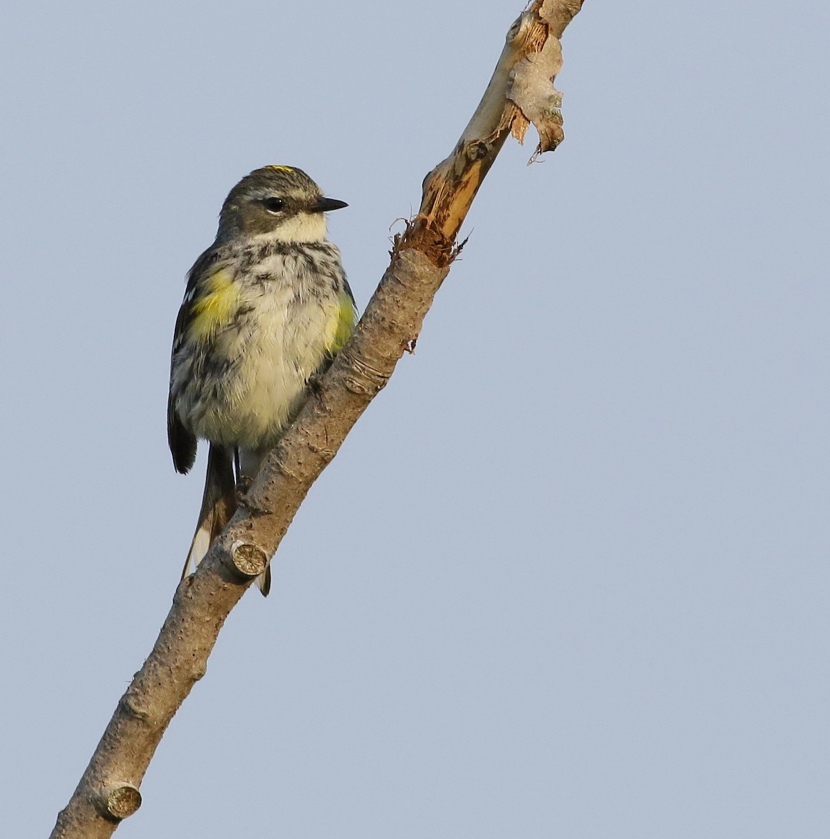 Yellow-rumped Warbler (Myrtle) - Phillip Odum