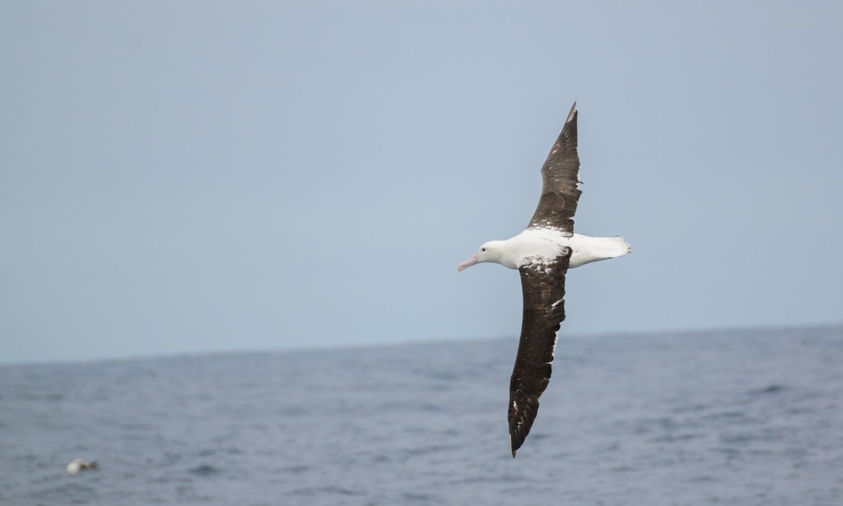 Northern Royal Albatross - ML110786561