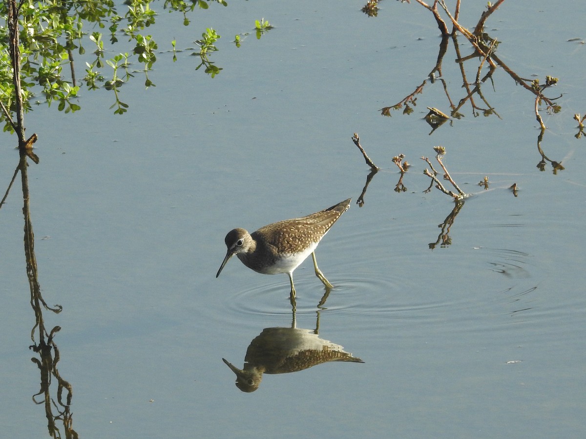 Solitary Sandpiper - Doug Lithgow