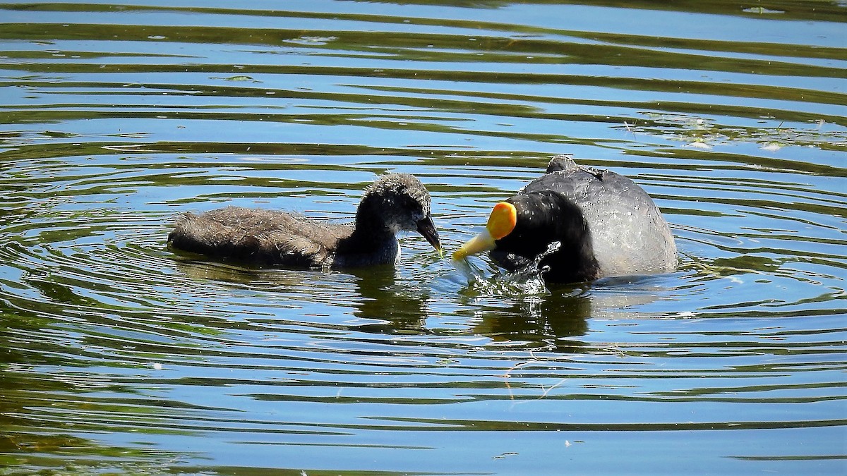White-winged Coot - ML110791261